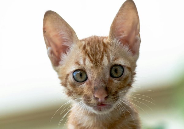 Comment protéger votre chien contre les tiques et les puces