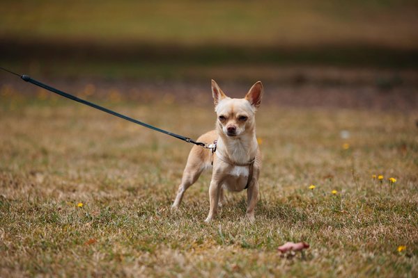 Les meilleures caméras de chasse pour un suivi efficace