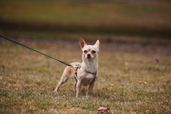 Animalfriendscollective