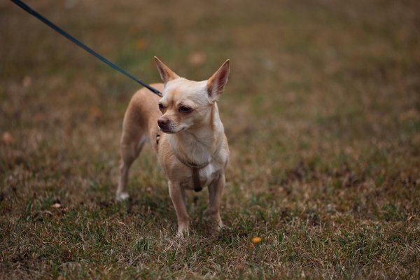 Quelles sont les stratégies de survie des caméléons face à leurs prédateurs naturels?