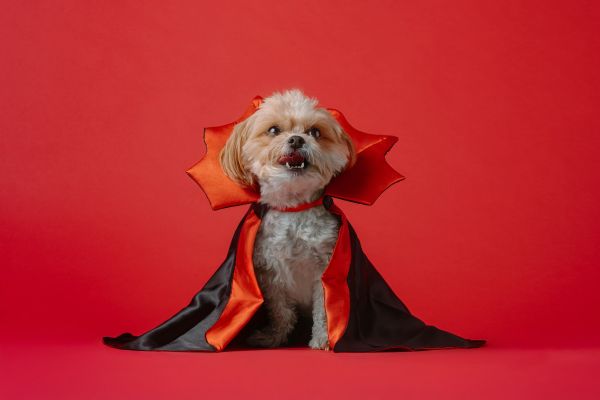 Top 5 astuces pour sélectionner le costume parfait pour votre chien
